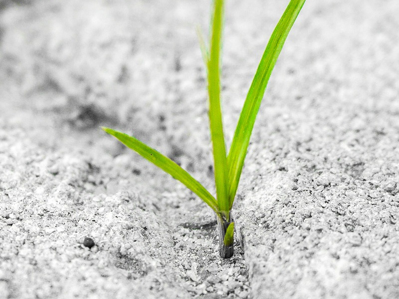 Planta creciendo entre el cemento de una acera.