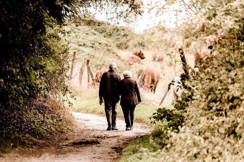 Dos personas mayores pasean juntas por un camino campestre, junto a unas vacas que pastan.