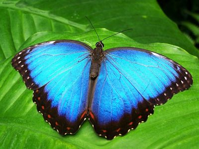 Mariposa azul sobre una hoja.