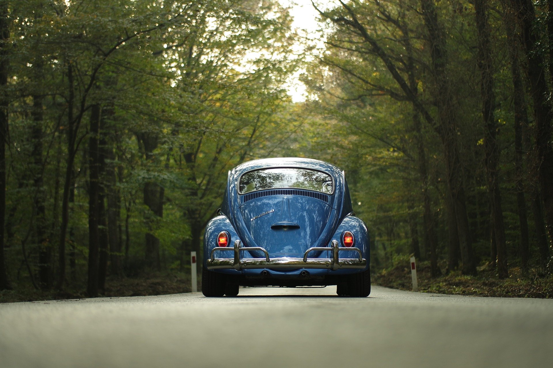 coche en un camino con árboles